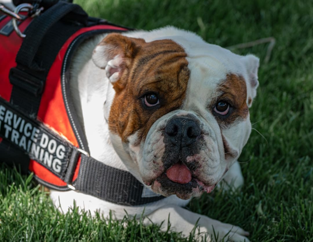 therapy dog vs. service dog — a brown and white dog wearing a service dog training vest