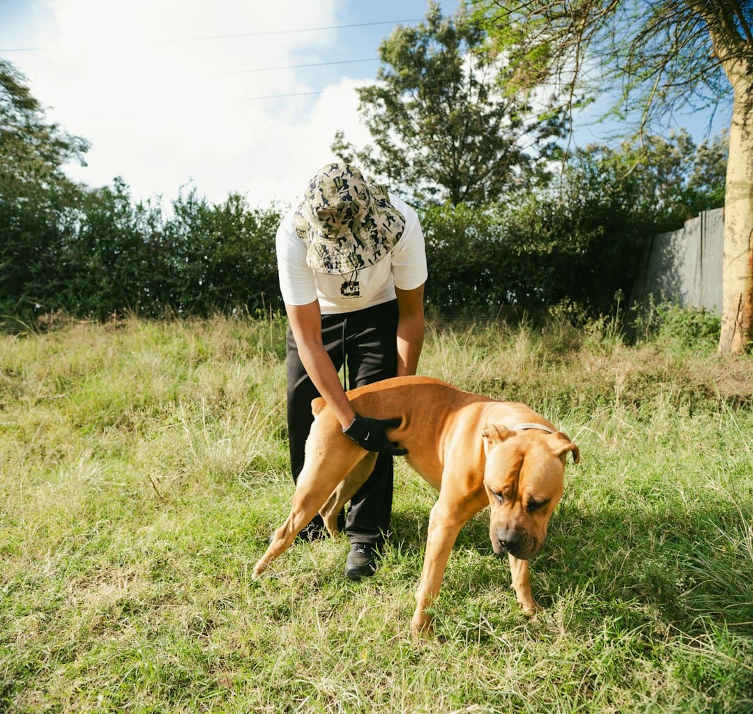 therapy dog vs. service dog — A person is examining a dog's rear leg.