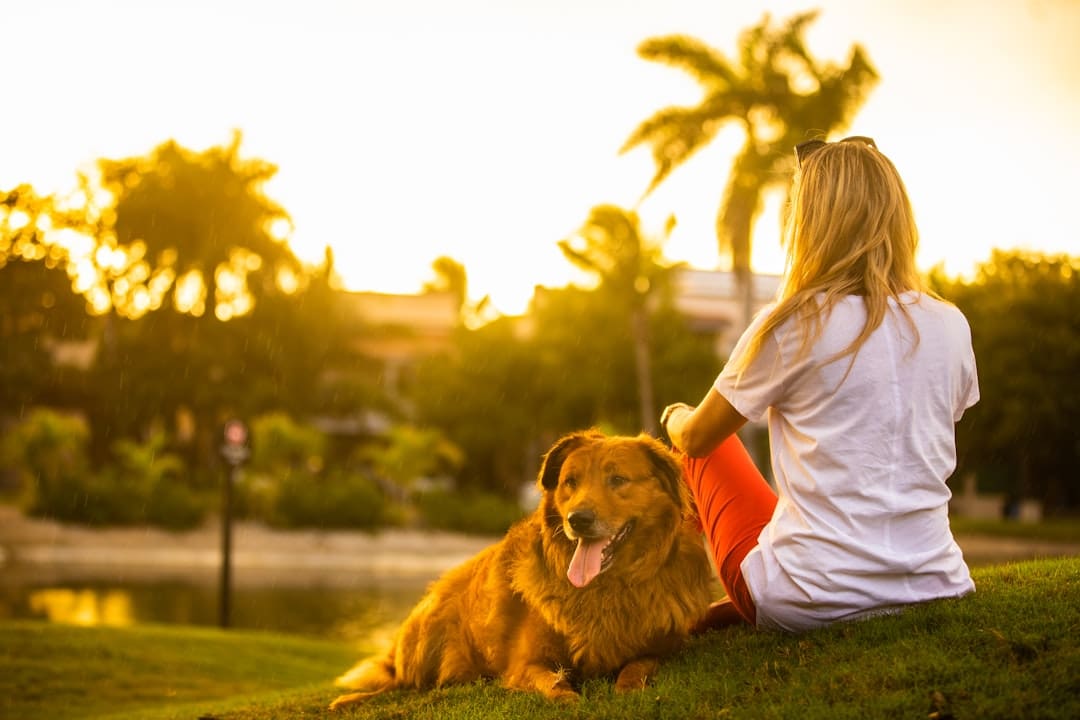 petting a dog — woman in white shirt sitting on green grass field beside brown dog during sunset