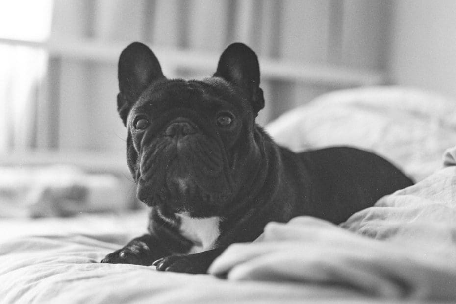 petting a dog — Why Petting a Dog Lowers Your Blood Pressure: The Science Explained