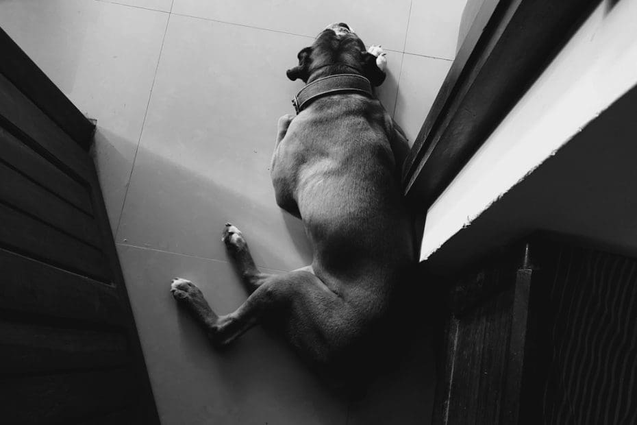 psychiatric service dog breeds — Best Dog Breeds for Psychiatric Service Dog Work: What Temperament and Trainability Really Mean