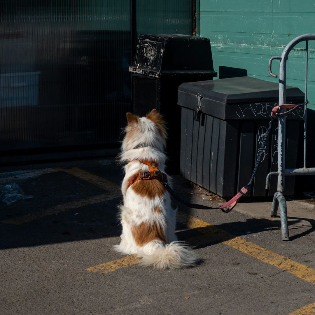 psychiatric service dog breeds — A brown and white dog sitting on top of a parking lot
