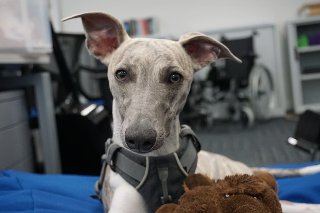 breed restrictions support animals — a dog sitting on a bed with a stuffed animal