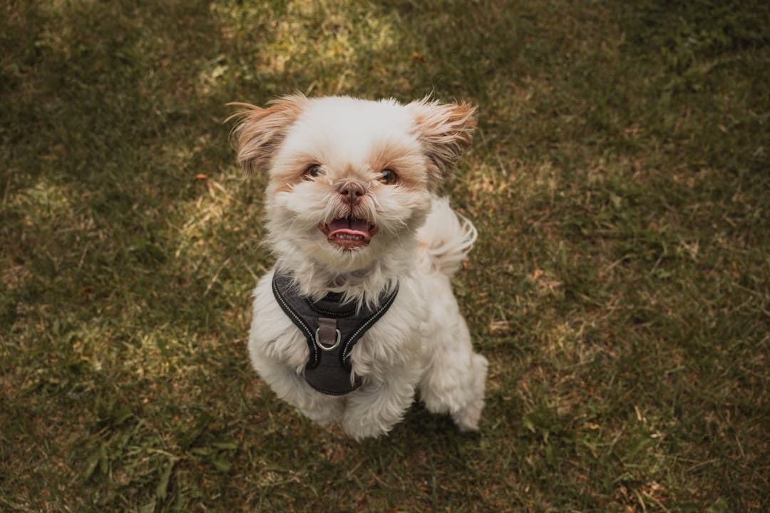 support animal canadian airlines — A small white dog sitting on top of a lush green field