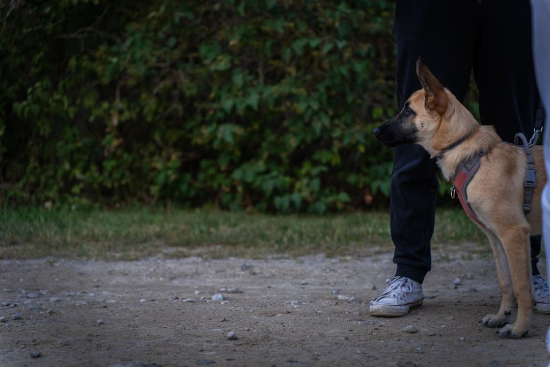 owner trained service dog — a dog standing next to a person on a dirt road