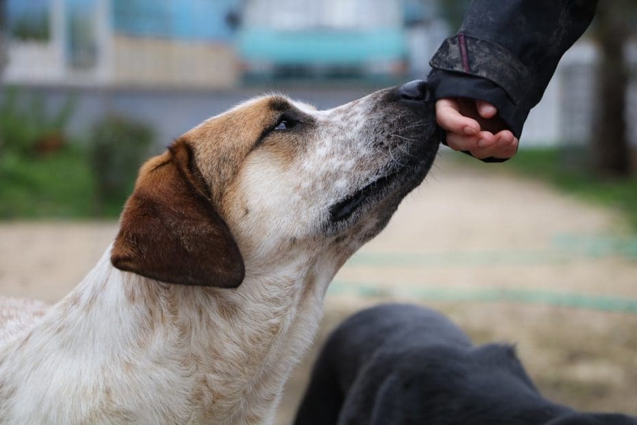 owner trained service dog — Owner Trained Service Dog: What the Law Actually Allows