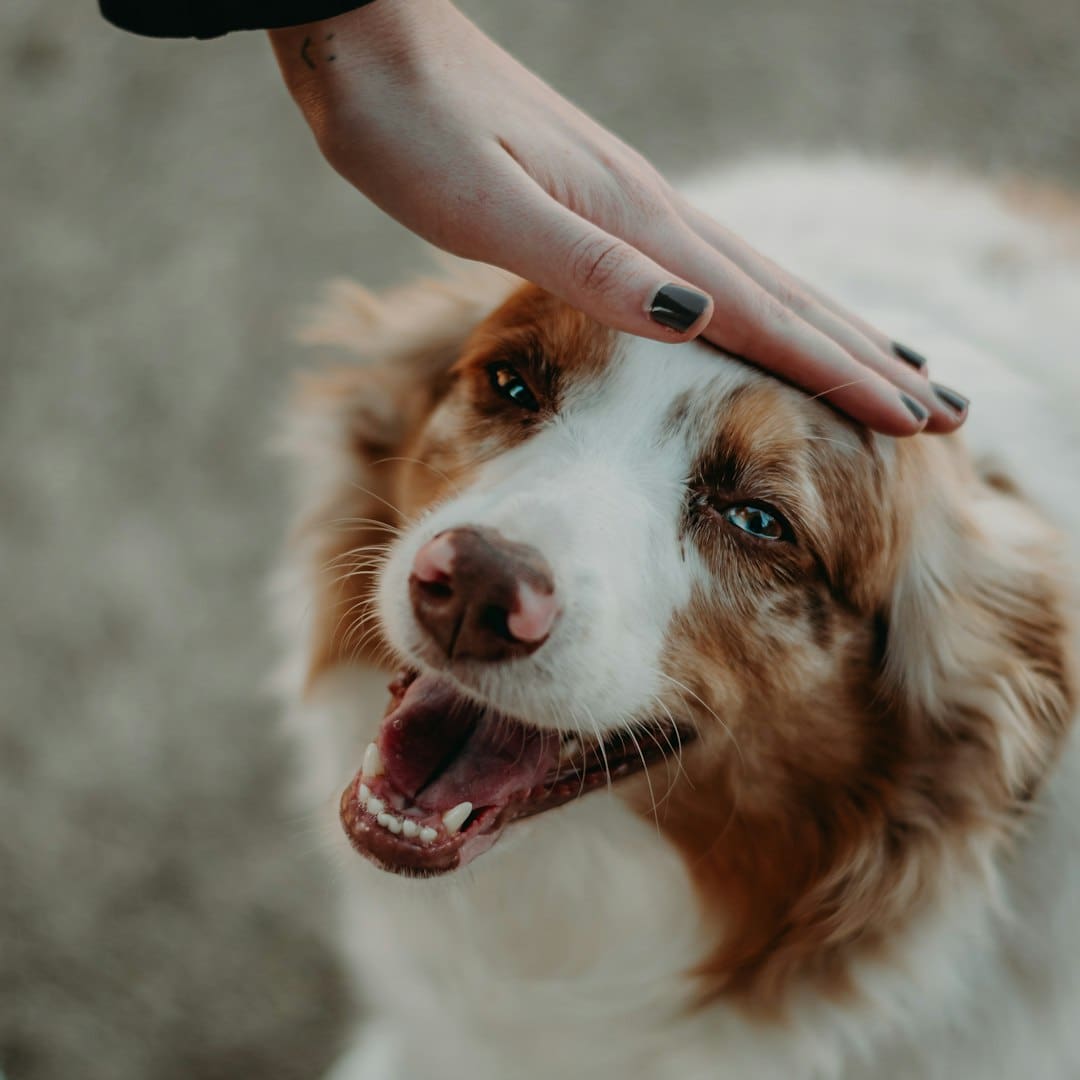 psychiatric service dog tasks — a person petting a brown and white dog