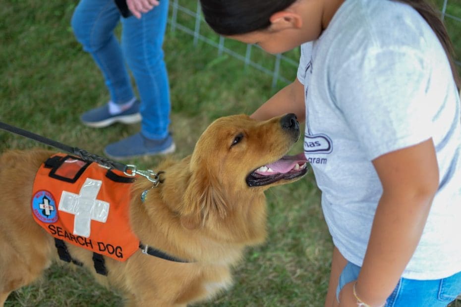 service dog travel planning — Road Trips with Your Service Dog: Planning, Rest Stops, and Managing Anxiety on the Road