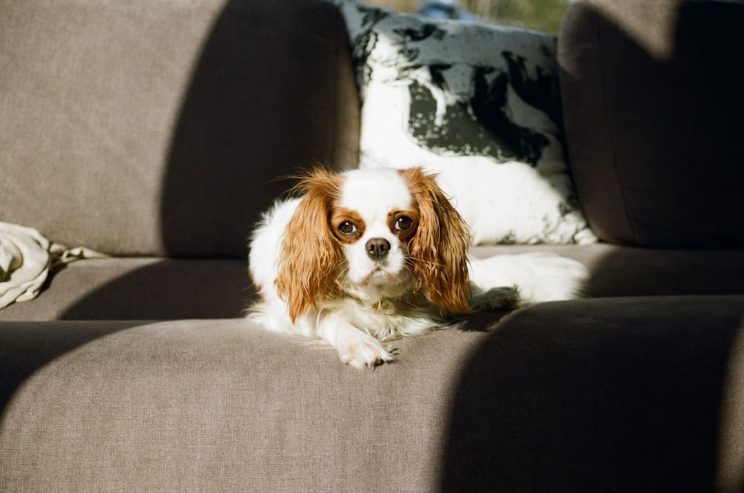 competing accommodations — A cavalier king charles spaniel rests on a sofa.