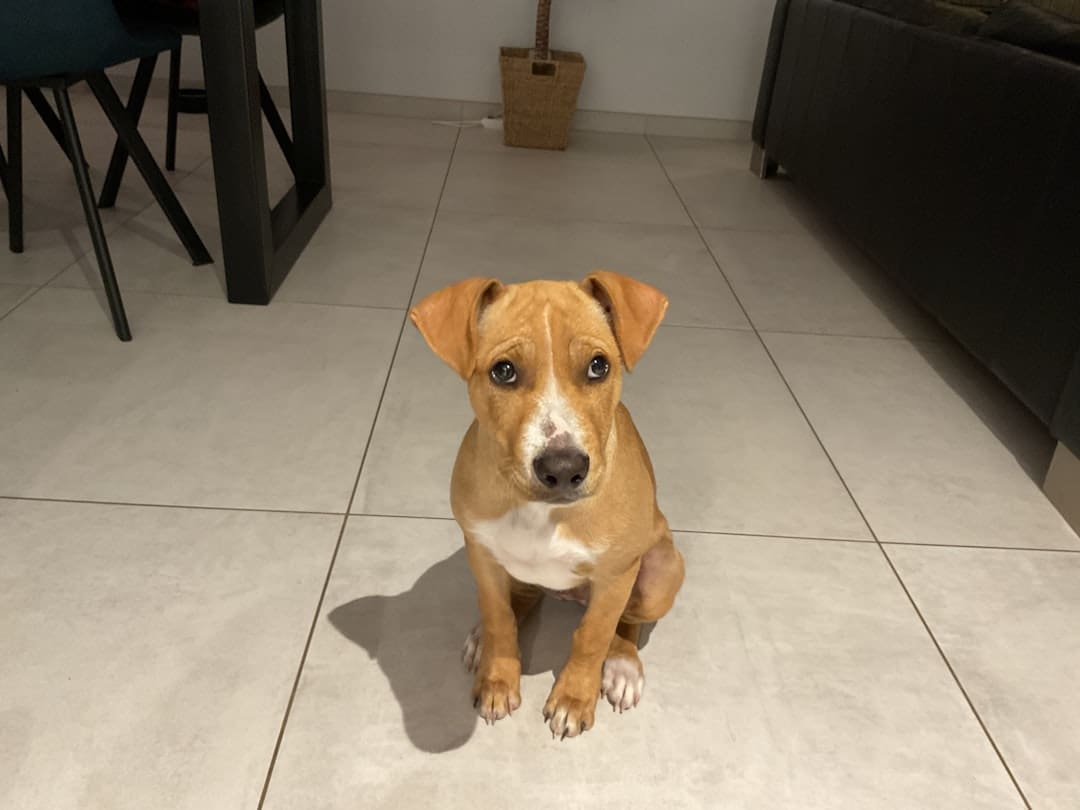 competing accommodations — A cute puppy sitting on a tiled floor