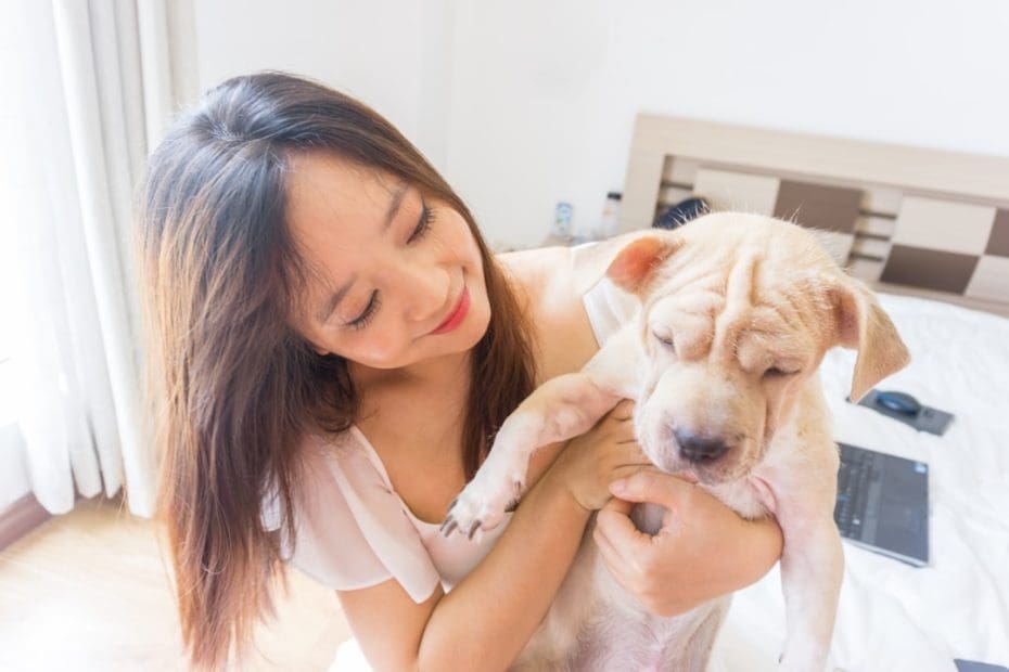 service dog public access — Service Dog Public Access Rights: What Businesses and Handlers Get Wrong