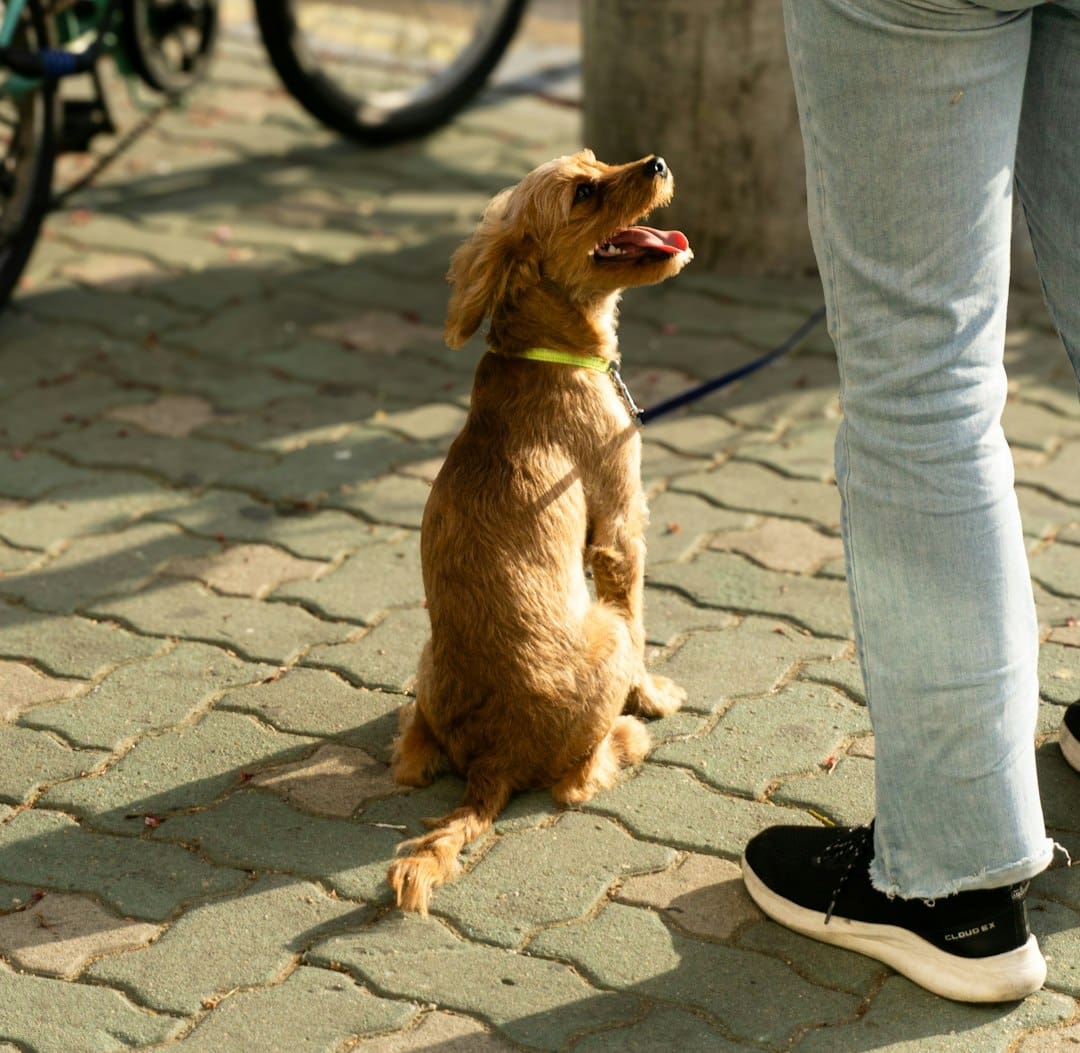 support animal registry — a brown dog sitting on top of a stone floor next to a person