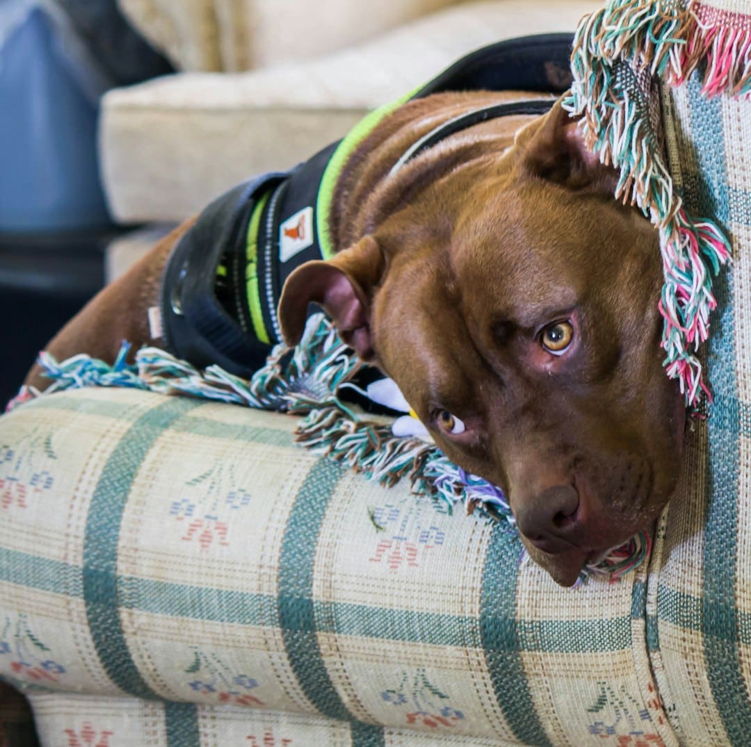 support animal registry — A brown dog rests on a patterned couch.