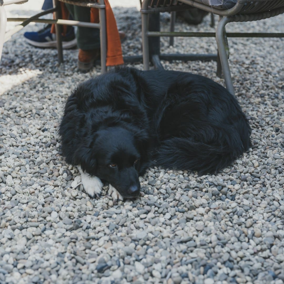 support animal registry — A black dog is curled up on gravel.
