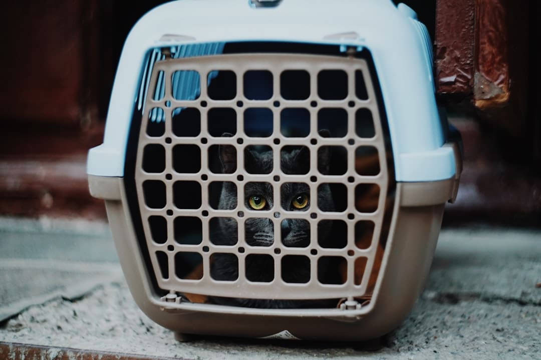 flying with a service dog — a close up of a car