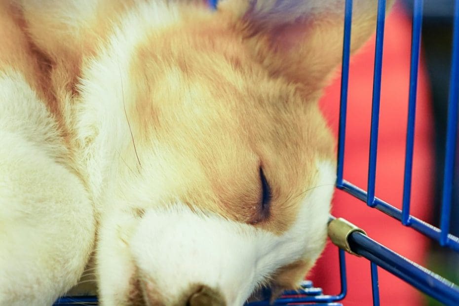 flying with a service dog — Flying with a Service Dog: Current Airline Policies and DOT Rules