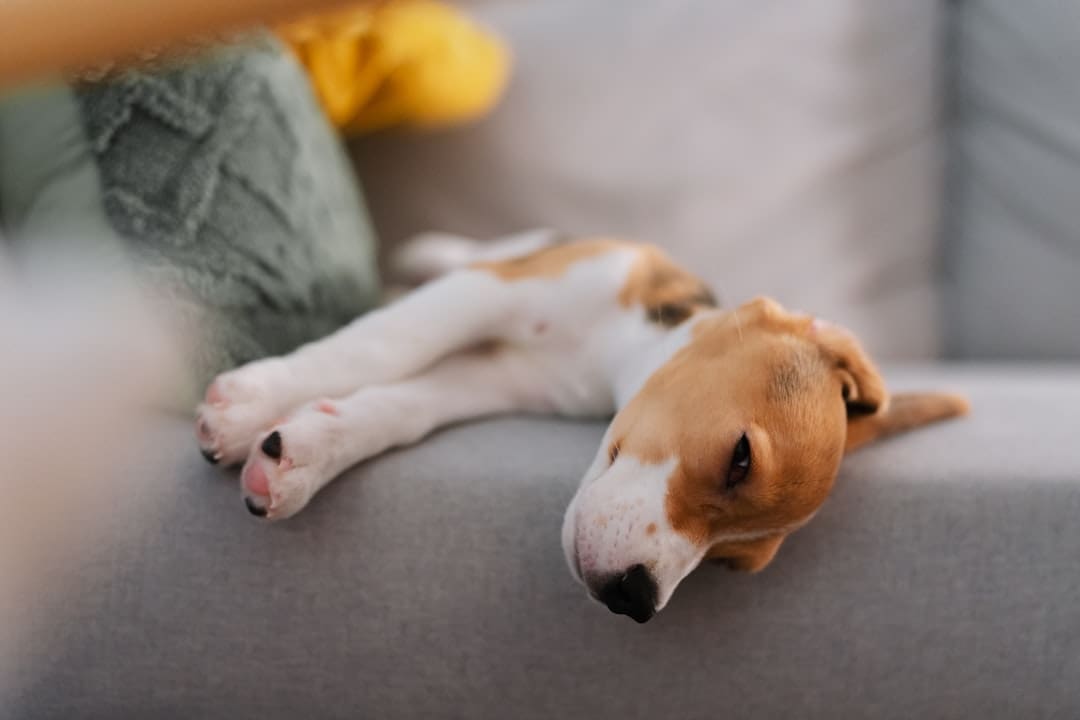support animal rights — A beagle puppy sleeps on a gray couch.