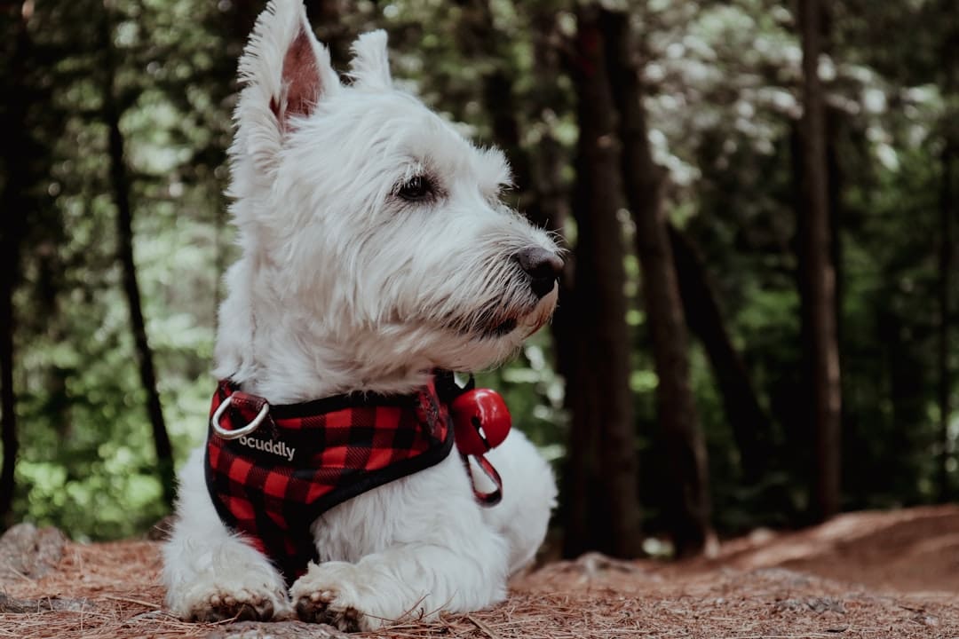 support animal rights Canada — a dog wearing a vest