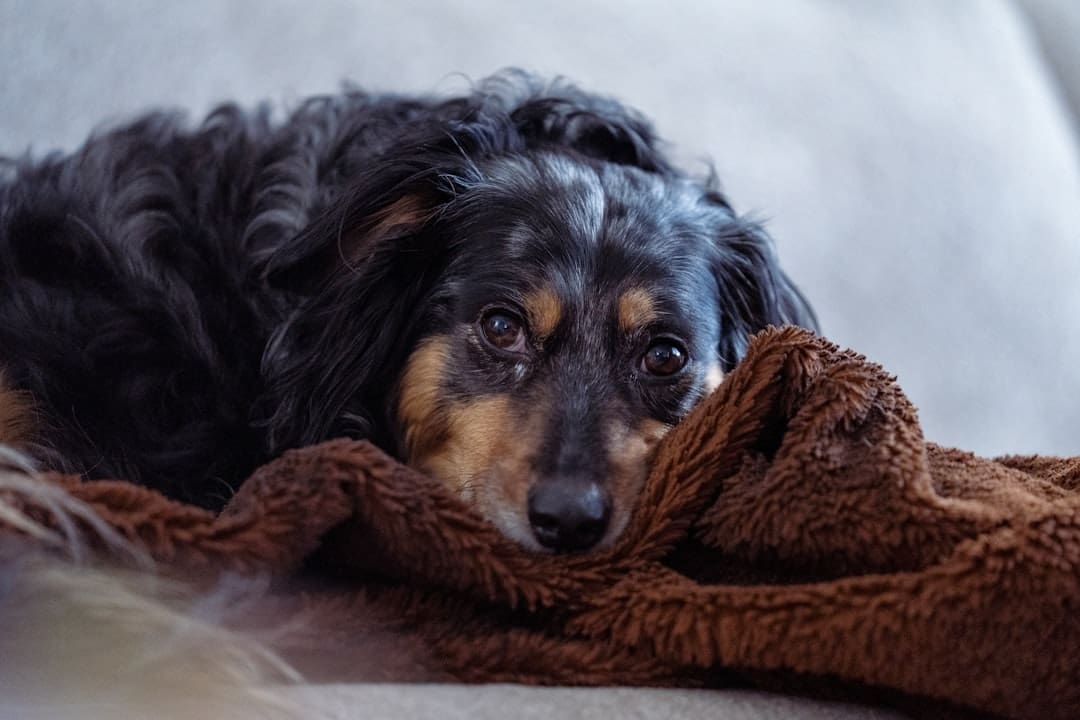 support animal condo — A black and tan dog rests on a brown blanket.