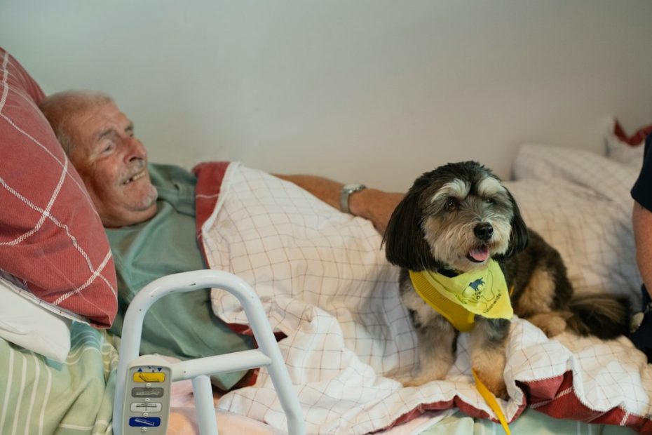 support animal letter — Can You Buy a Legitimate Support Animal Letter Online for Twenty Dollars?