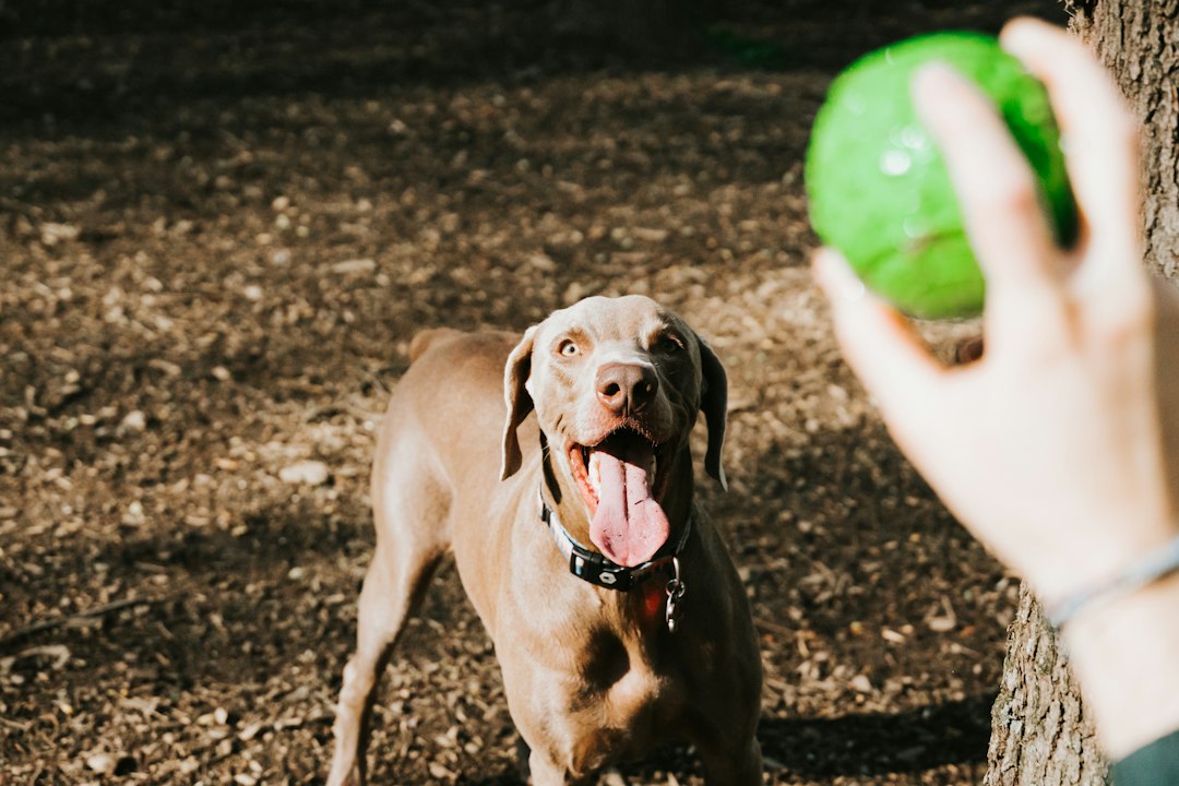breed restrictions support animals — brown short coated dog on brown soil during daytime