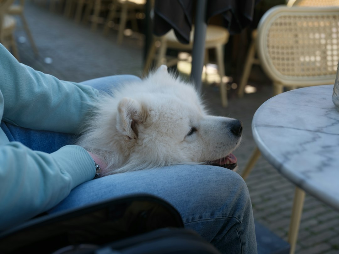 breed restrictions support animals — A fluffy white dog rests on someone's lap
