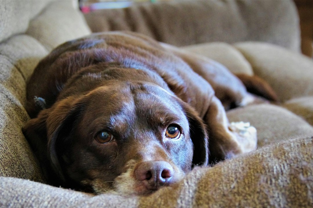 HUD guidance withdrawal — A brown dog resting on a soft textured sofa